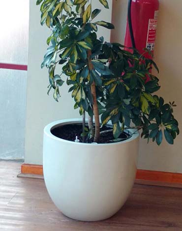 Maceteros Bol en fibra de vidrio