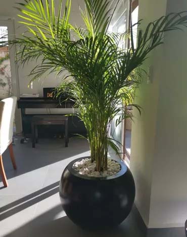 Maceteros bolones en fibra de vidrio