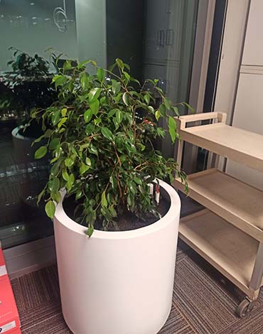 Maceteros autorregantes Cilindros en fibra de vidrio